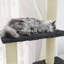 Ruislip 155cm H Cat Tree-1482694973