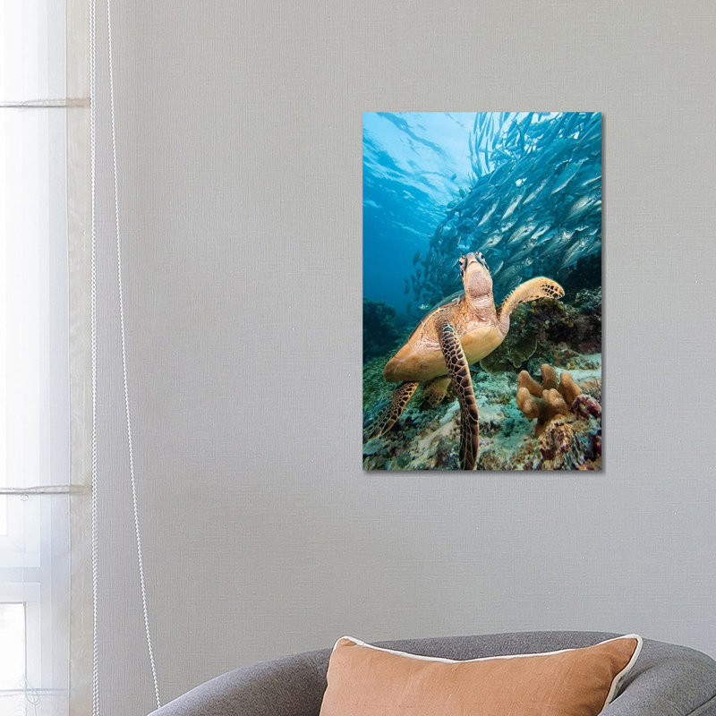 Green Sea Turtle And Schooling Bigeye Jacks, Sipadan Island, Malaysia - Wrapped Canvas Print