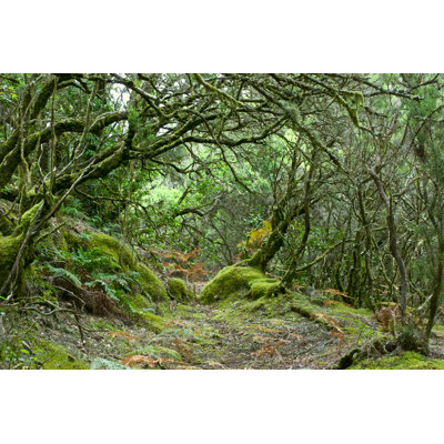 Rainforest Of La Gomera 1 Piece Wrapped Canvas Wall Art