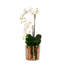 Orchid Faux Floral