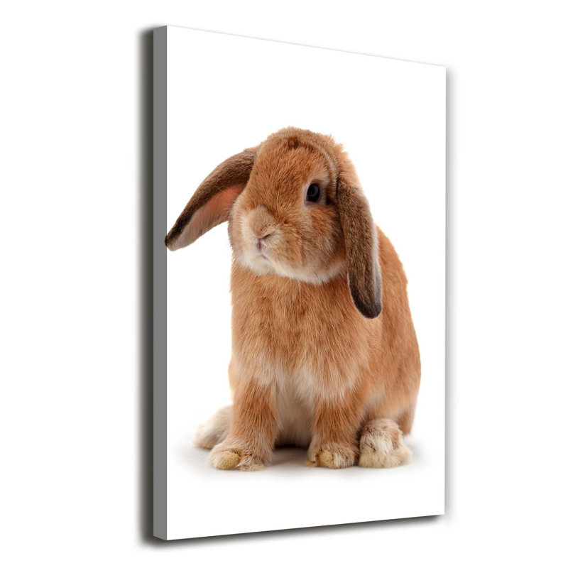 Rabbit - Wrapped Canvas Print