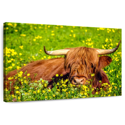 Brampt Red Highland Cow