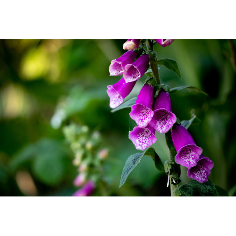 Foxglove Flower - Photographie sur toile tendue, H 8 po x l 12 po