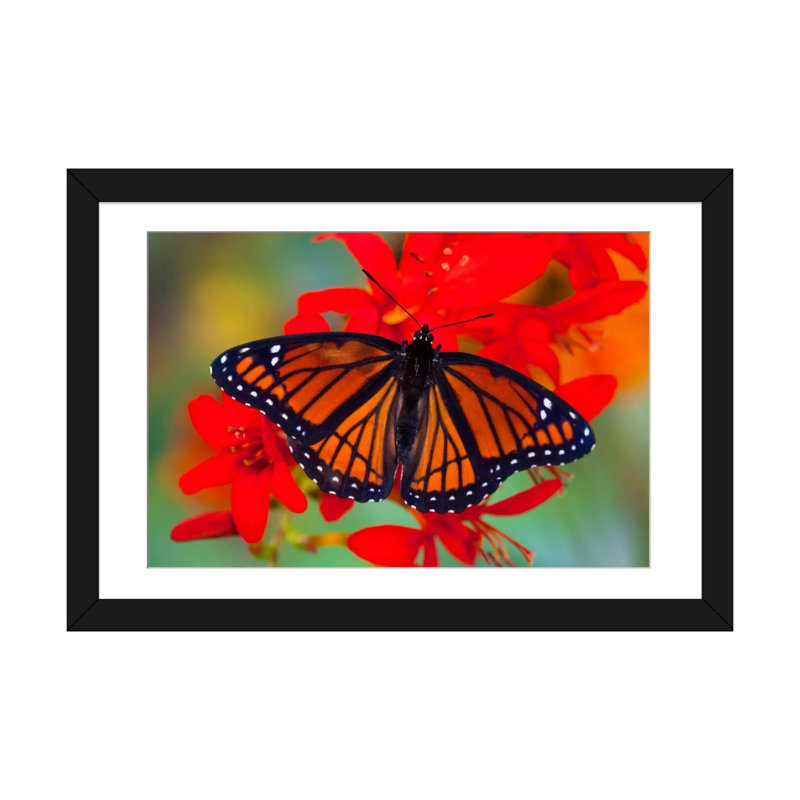Reproduction de photo sur toile, "viceroy à oreilles ouvertes à l’intérieur du zoom entre crocosmias (lucifers)", Blanc