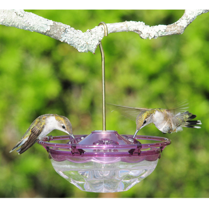 Mangeoire à plumes hummingbird hummblossom