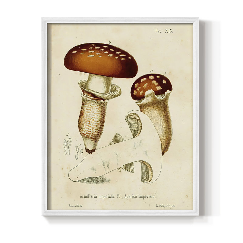 Reproduction encadrée champignon Variétés III - bois massif, Blanc, H 14 po x l 11 po