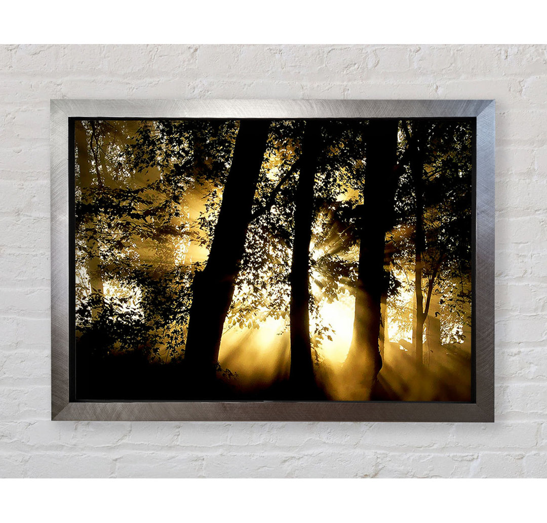 Silveren Sun Beam Forest - Druck