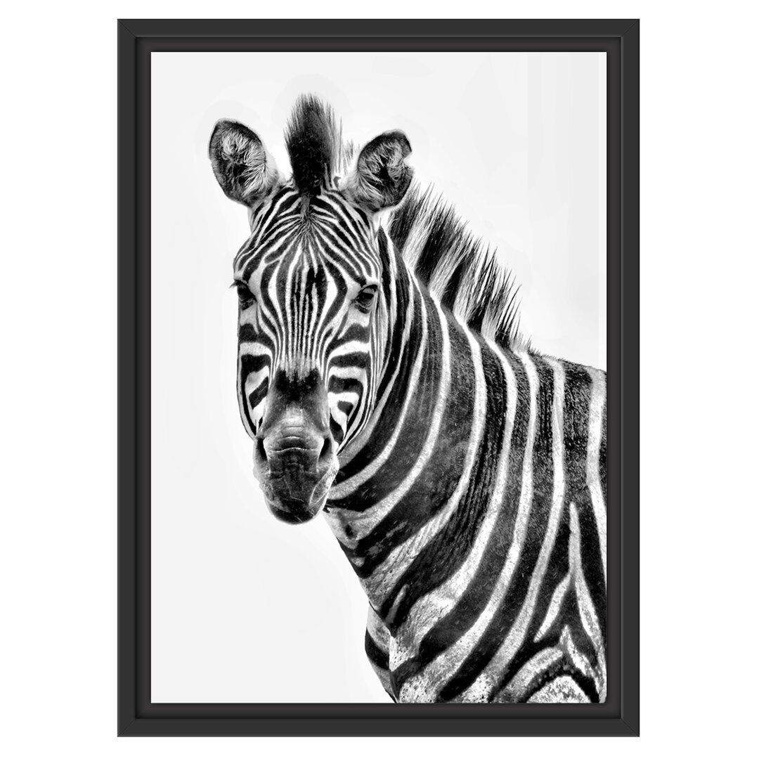 Gerahmtes Wandbild ZebraPortrait