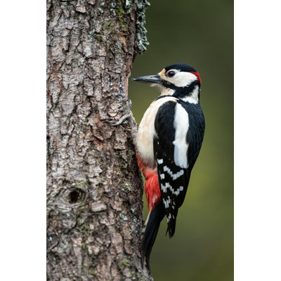 " Woodpecker " by Ian Newell