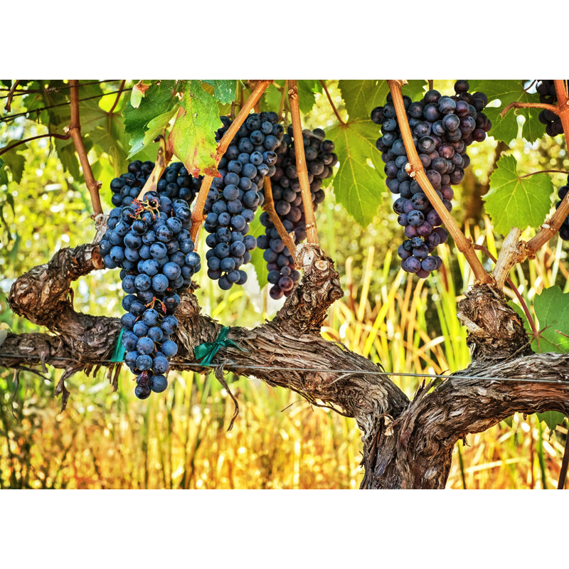 Shaded On The Vine Print by Nathan Turner