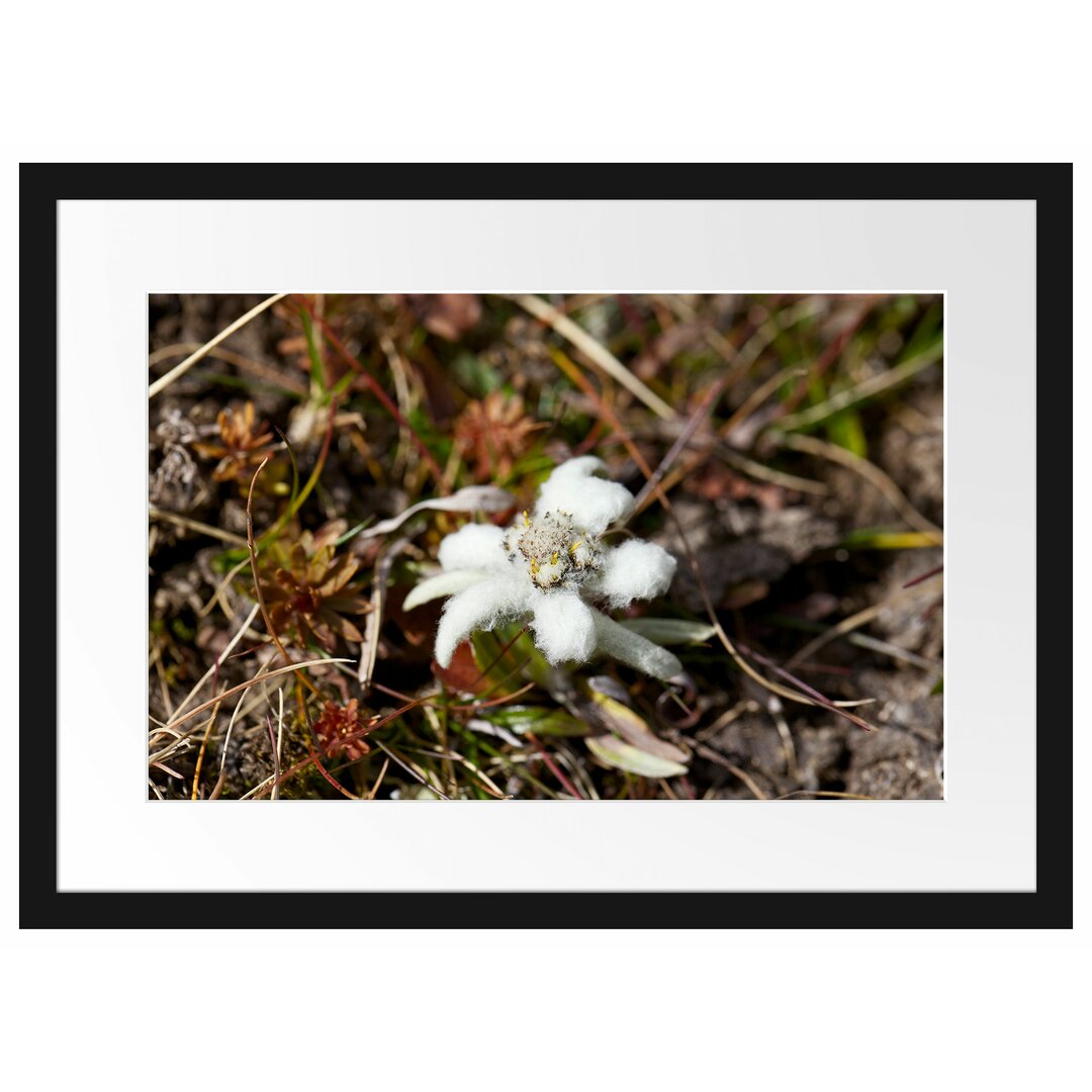 Gerahmtes Poster Watteüberzogene Blüte