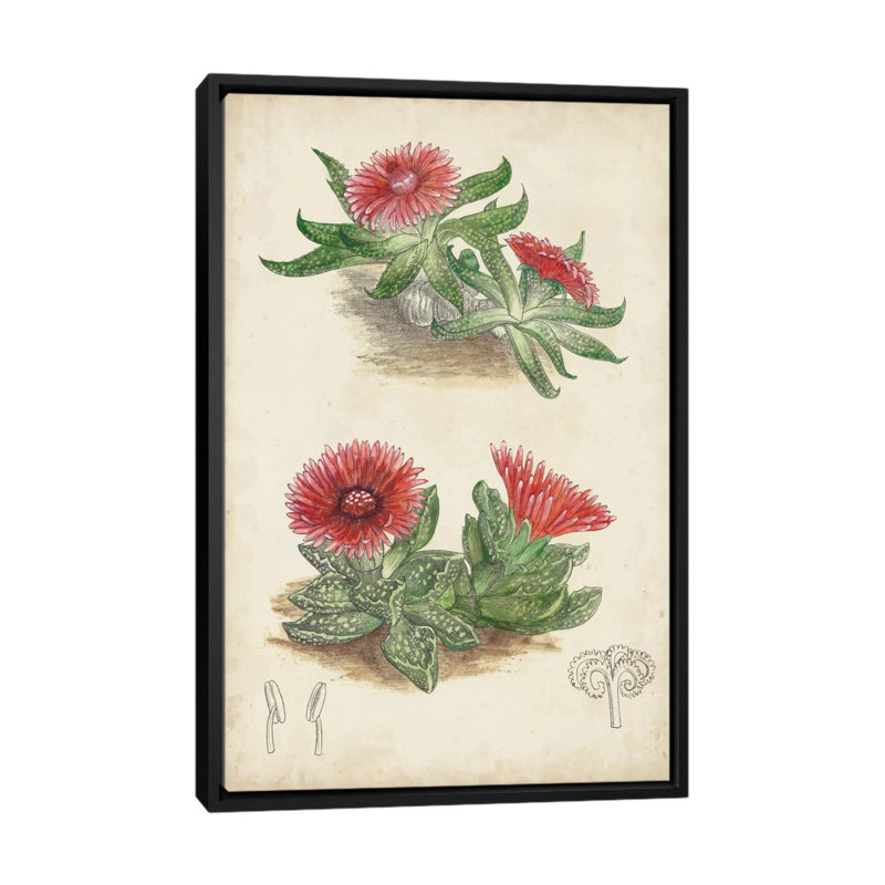 «Antique Cactus V», reproduction sur toile tendue, H 26 po x l 18 po x P 1,5 po, Toile encadrée noire, Pas de tapis