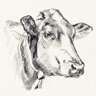 " Holstein Portrait Sketch I " by Jennifer Paxton Parker