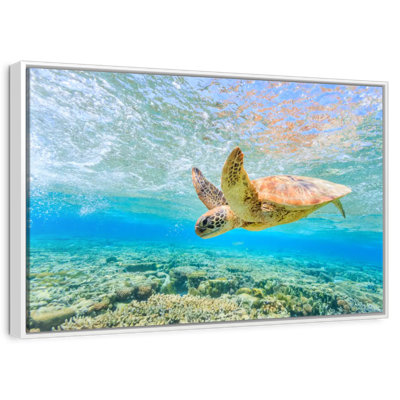 Plongée tortue
