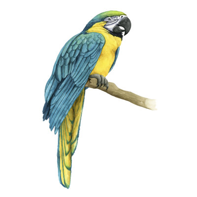 Teal Macaw I - Painting Print