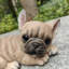 Animals Polyresin Garden Statue