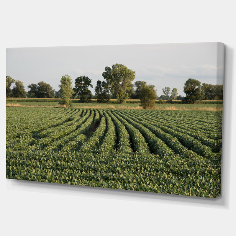 " Wisconsin Soybean Field Rows ", 16" H x 32" W x 1" D