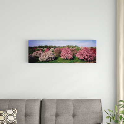 " Crab Apple Trees In An Orchard, Morton Arboretum, Lisle, Illinois, USA " by Panoramic Images