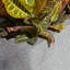 Argentine Trough Planter-94137283