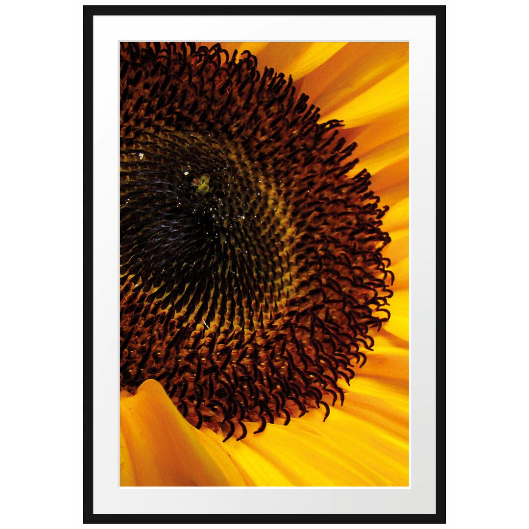 Gerahmtes Poster Große Sonnenblume