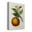 Agrume antique I - impression-464647890