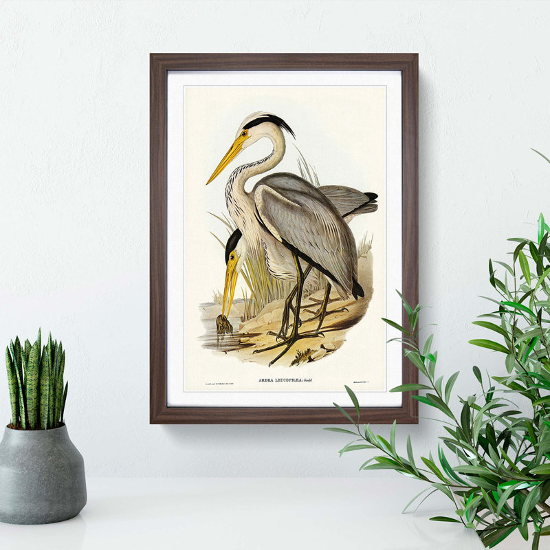 Great Grey Herons by Elizabeth Gould - Picture Frame Painting Print, 65cm H x 48cm W x 2cm D, Walnut Framed