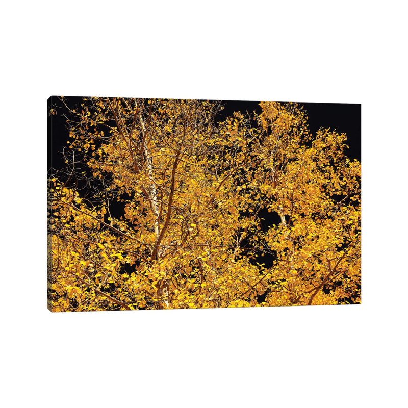 Aspen Contras by Brian Wolf - Wrapped Canvas Rectangle Print, 20.32 cm H x 30.48 cm W