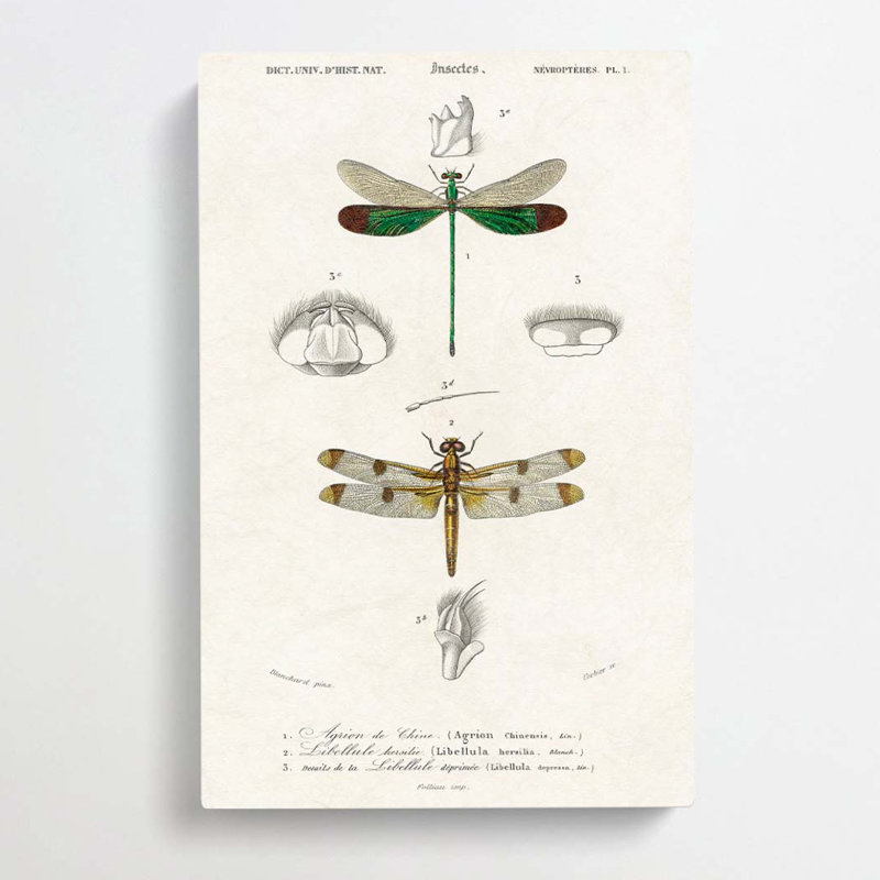 Dragonfly Illustrations PL. L by Pierre-Joseph Redoute - Wrapped Canvas, 76cm H x 50cm W x 3cm D