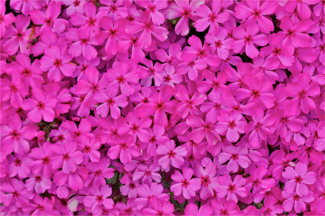 «Rose Phlox Mt Cuba Center Hockessin Delaware» par Darrell Gulin (24 X 18) # US08DGU0016