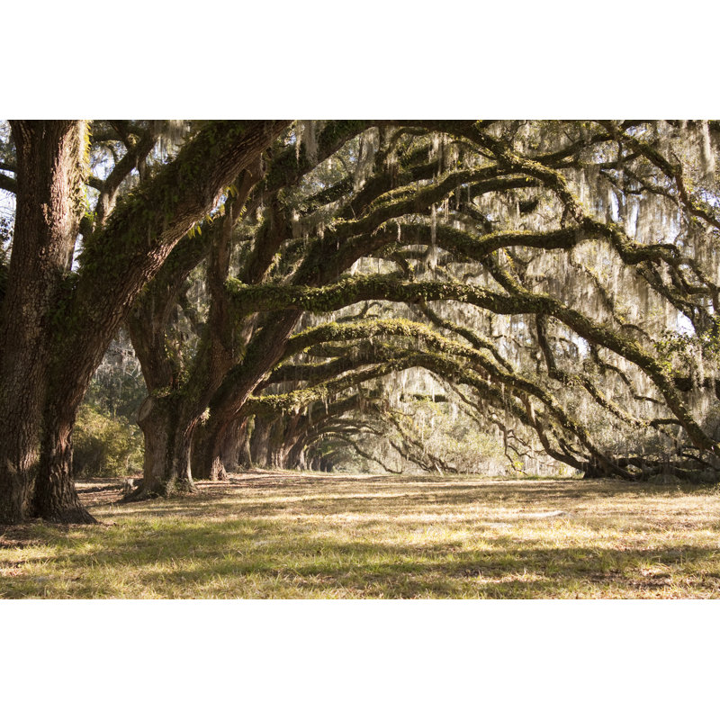" Old Oak Trees " by Dustinkryan, 8" H x 12" W
