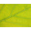Autumn Leaf Print by Philippe Monthoux-65796419-65796421