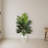 Kentia Palm Tree in White Oval Planter