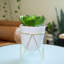 Plante grasse de bureau en pot-33652215