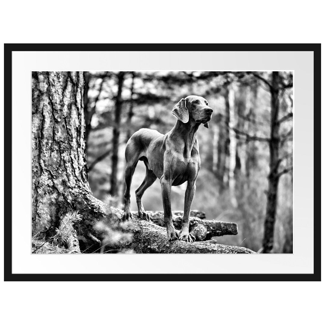 Gerahmtes Poster Edler Weimaraner im Wald