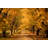 Autumn Road by Bluestocking-405553771