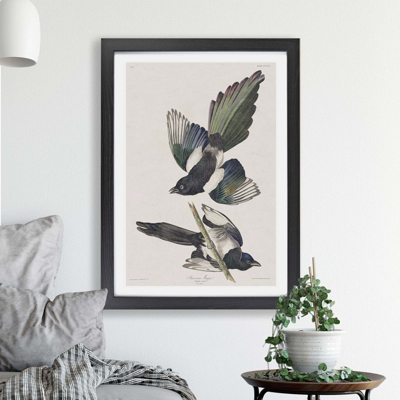 American Magpie by John James Audubon - Framed Print, 45cm H x 63cm W x 2cm D, Black