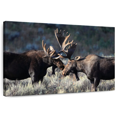 Orignal à Grand Teton