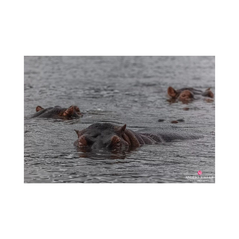 Looks Who's Here! by Anders Jorulf - Wrapped Canvas Gallery-Wrapped Canvas Giclée, 101.6 cm H x 66.04 cm W