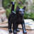 Devere Animals Figurines & Sculptures