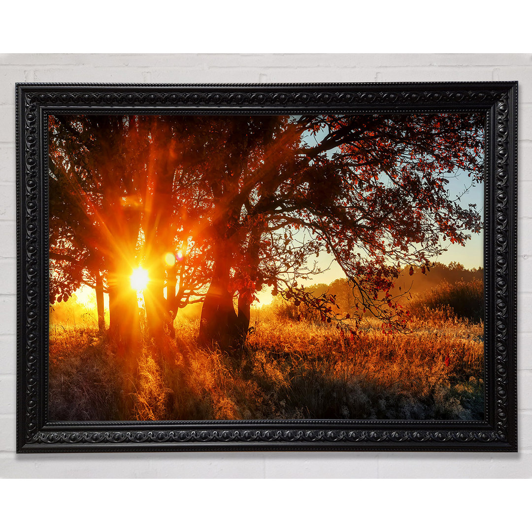 Roter Sun Burst Baum - Druck