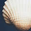 Coquille d'art mural, 4, fond bleu marine foncé, par, art d'intérieur, conception de 4 coquillages, suspendu