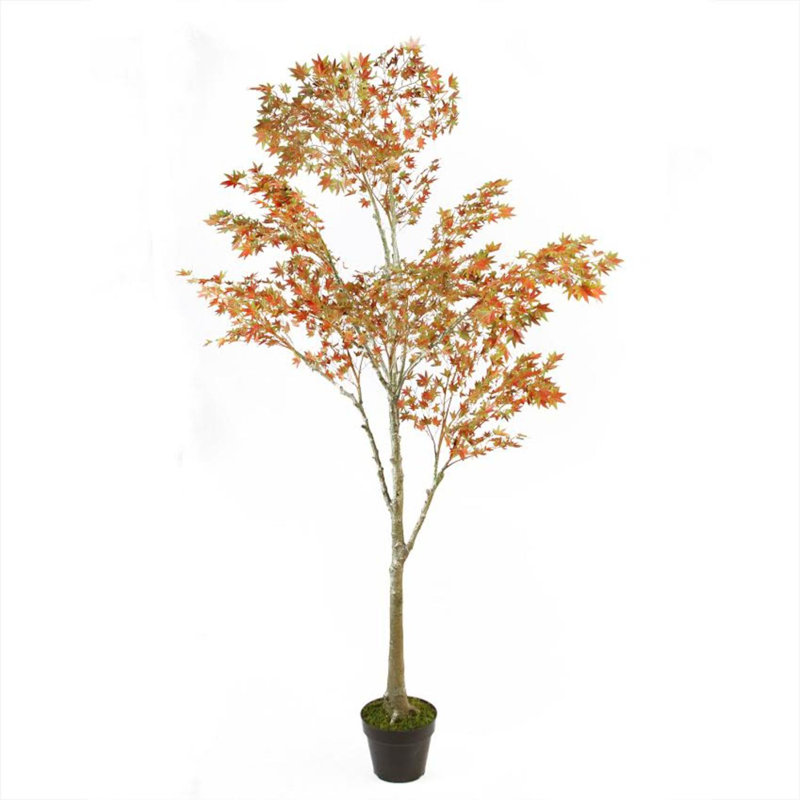 Arbre de grâce 5,5 po