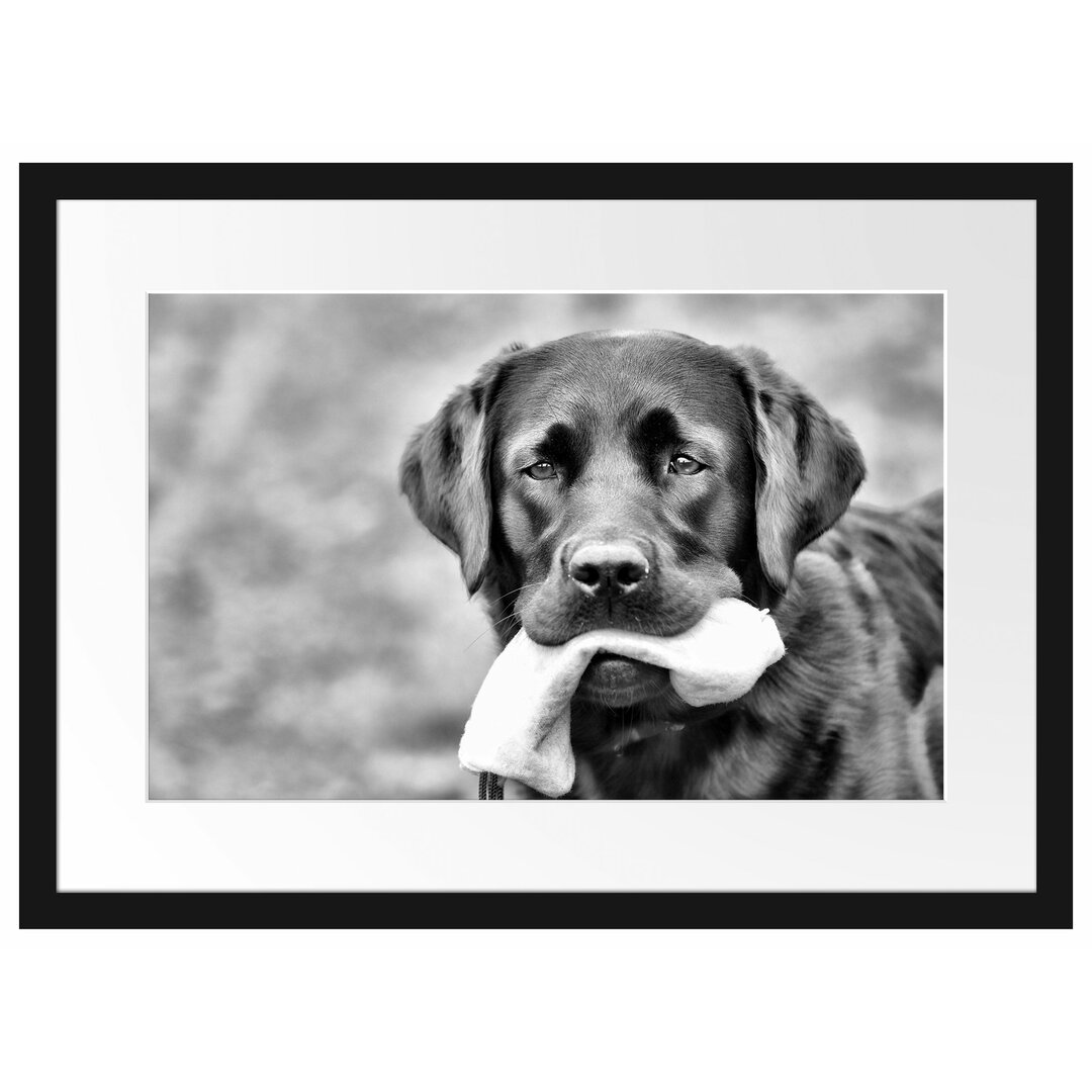 Gerahmtes Poster Schwarzer Labrador mit Spielzeug