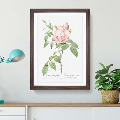 The Pale Pink Roses by Pierre-Joseph Redoute - Picture Frame Painting Print