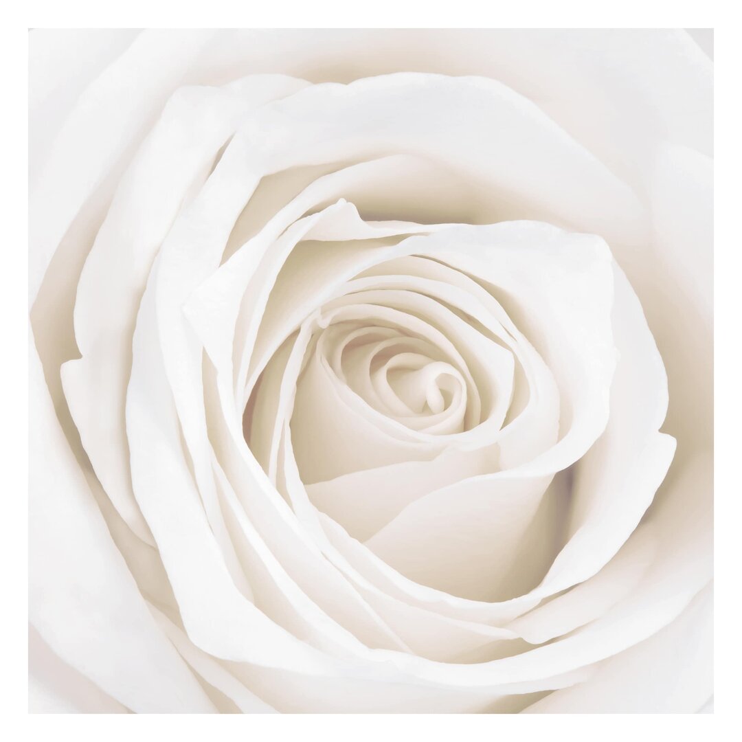 Matte Fototapete Pretty White Rose 2,88 m x 288 cm