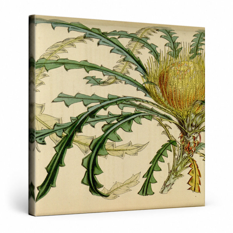 Art mural Dryandra nilis - Plate 4633