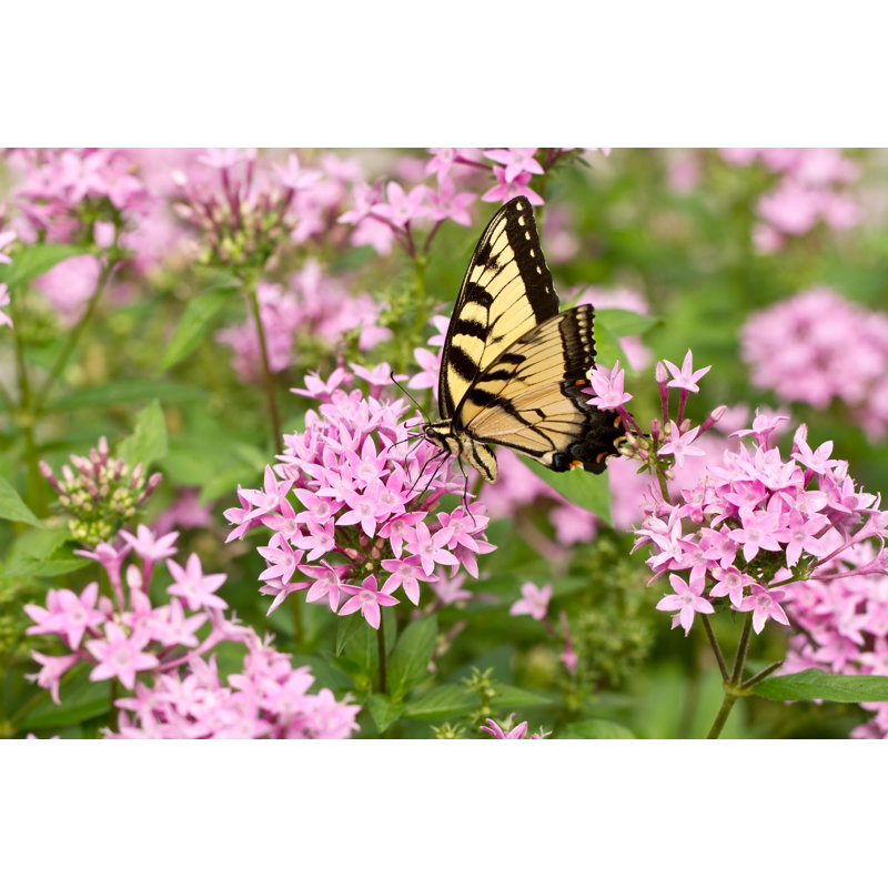 Photographie de papillon sur toile Cappelli, H 8 po x l 12 po