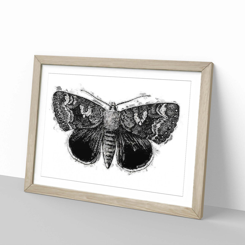 Epione Underwing Moth by S.F. Denton - Picture Frame Painting Print, 48cm H x 65cm W x 2cm D, Oak Framed