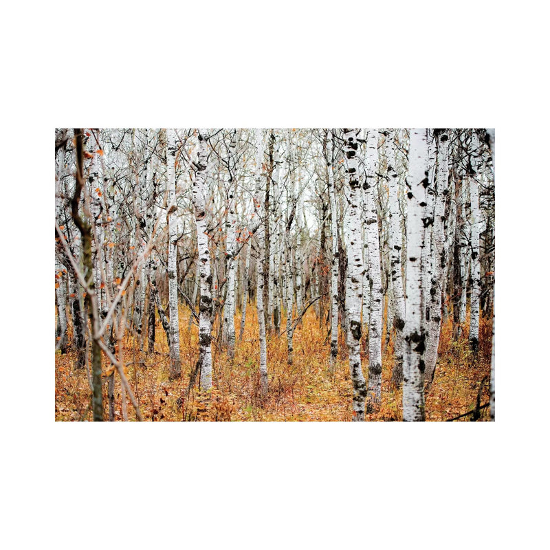 Birch Grove by Nik Rave - Wrapped Canvas Gallery-Wrapped Canvas Giclée, 20.32 cm H x 30.48 cm W