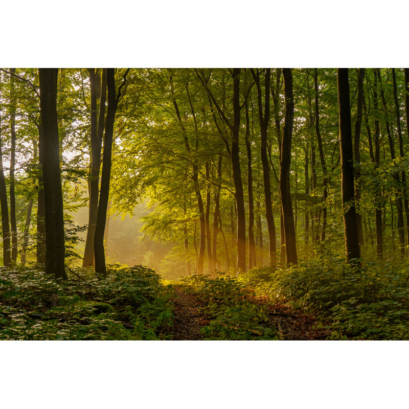 Coucher de soleil dans la forêt, H 32 po x l 48 po